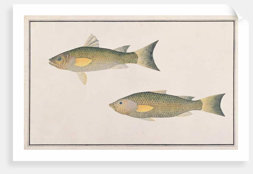 Grey Mullet by School Chinese