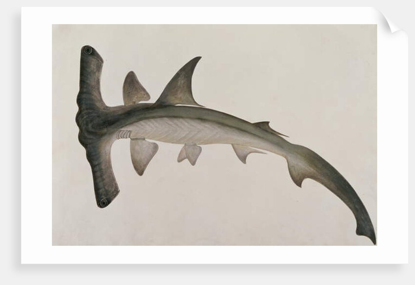 Eeoo Tando by School Chinese