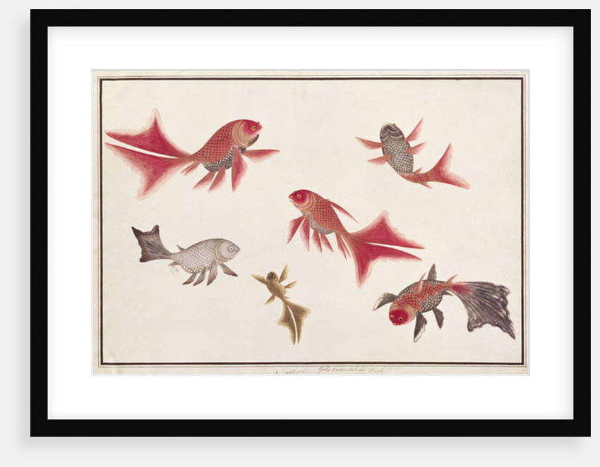 Gold and Silver Fish by School Chinese