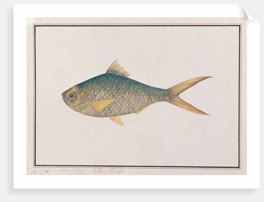 Shad by School Chinese