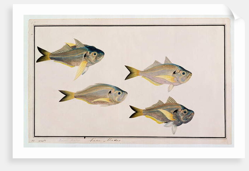 Kasee Madoo by School Chinese