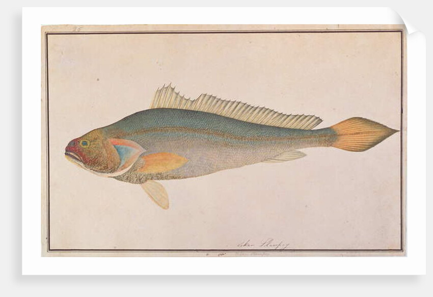 Bronze Croaker by School Chinese