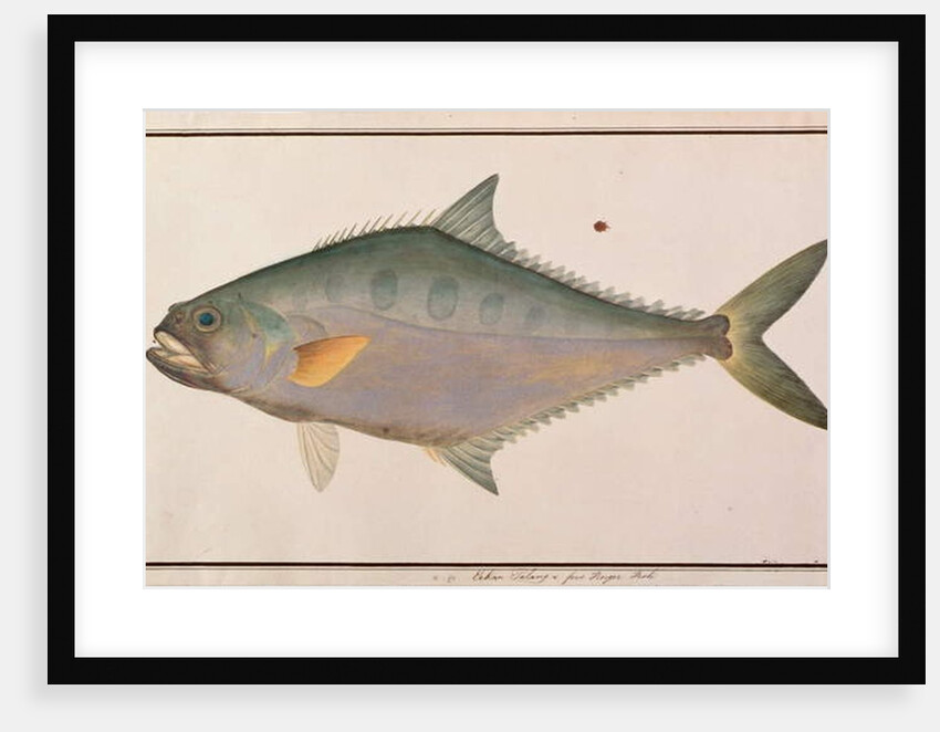 Talang Queenfish by School Chinese