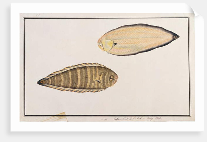 Zebra Sole by School Chinese