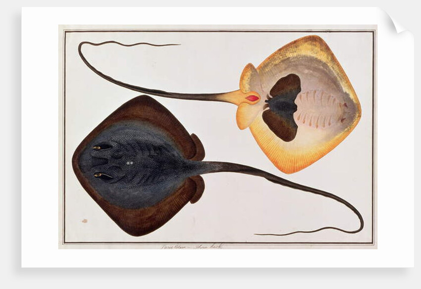 Thorn Back Fish, Parie Eetam by School Chinese