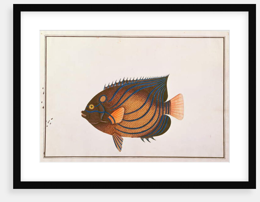 Blue-ringed Angelfish by School Chinese