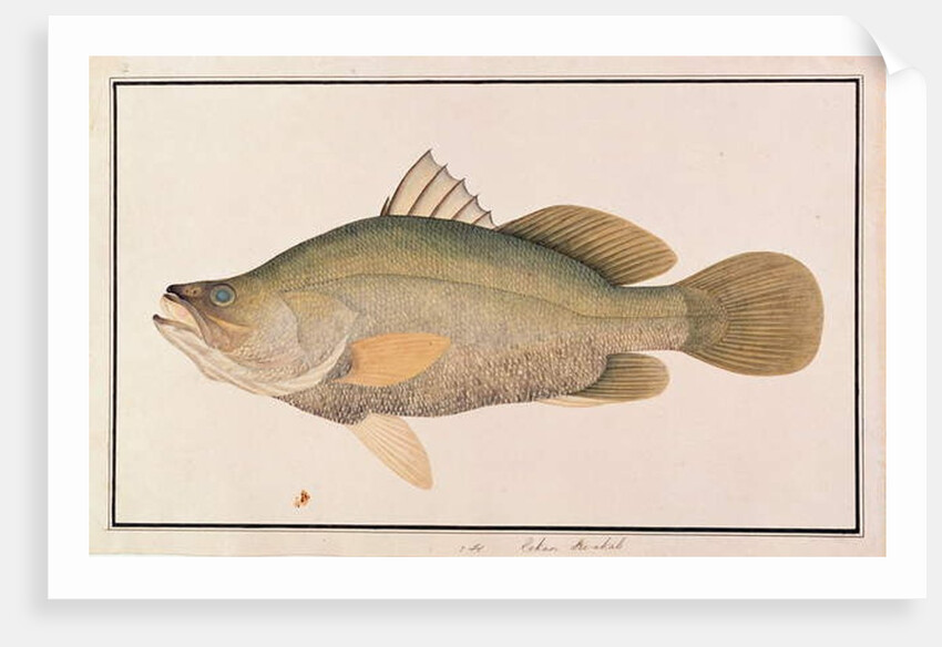 Giant Sea Perch by School Chinese