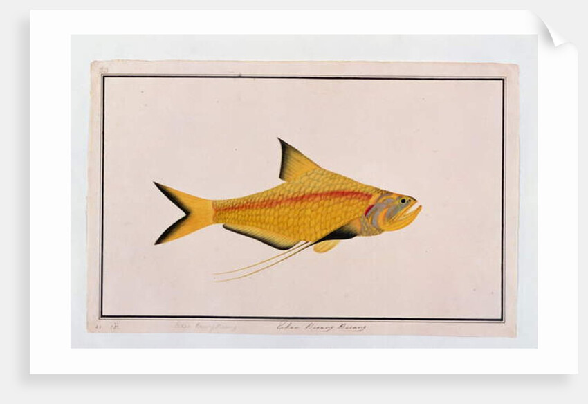 Eekan Bieung Bieung by School Chinese