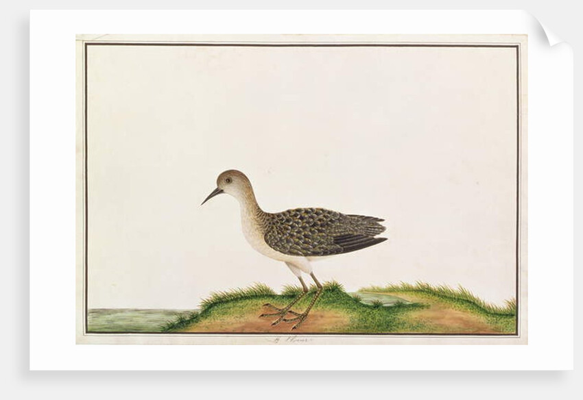 Wood Sandpiper by School Chinese