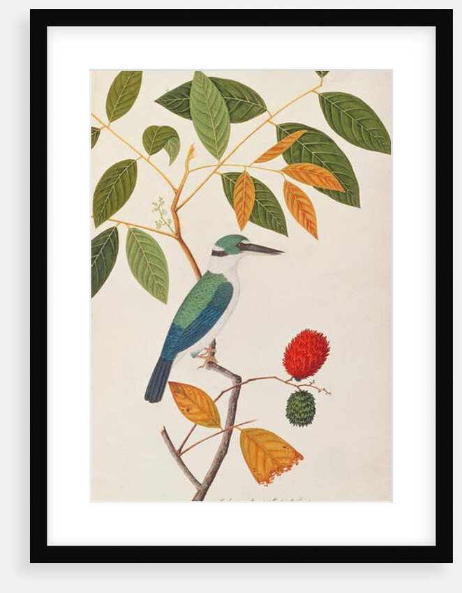 Collared Kingfisher by School Chinese