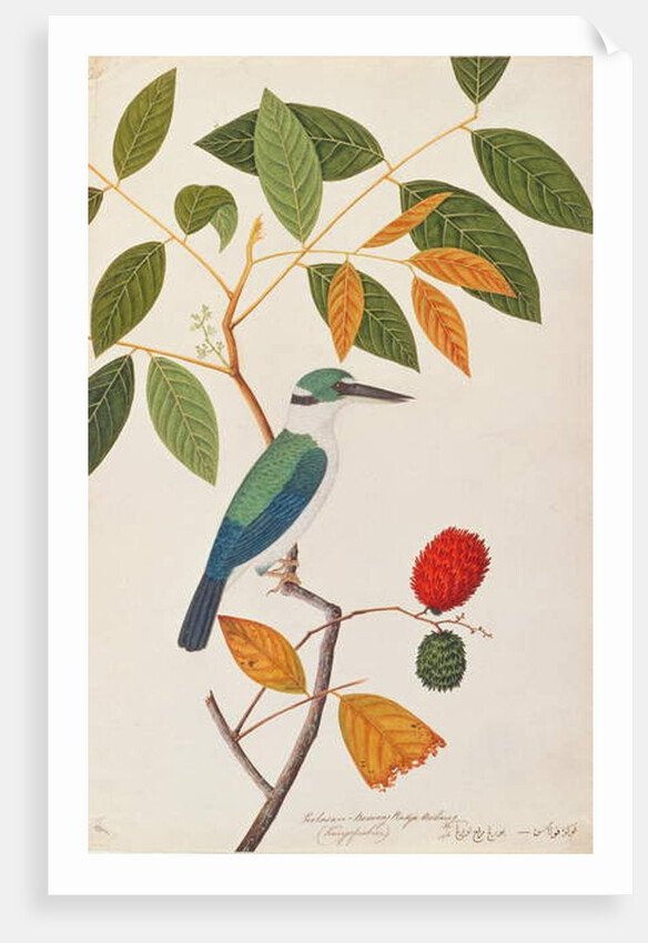 Collared Kingfisher by School Chinese