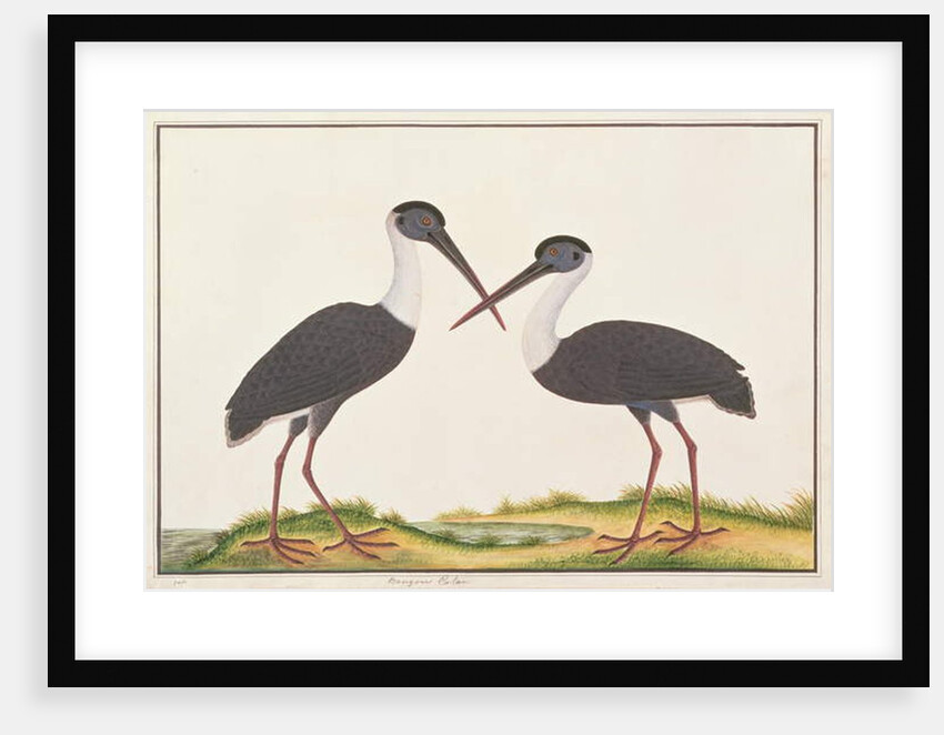 Woolly-necked Stork by School Chinese