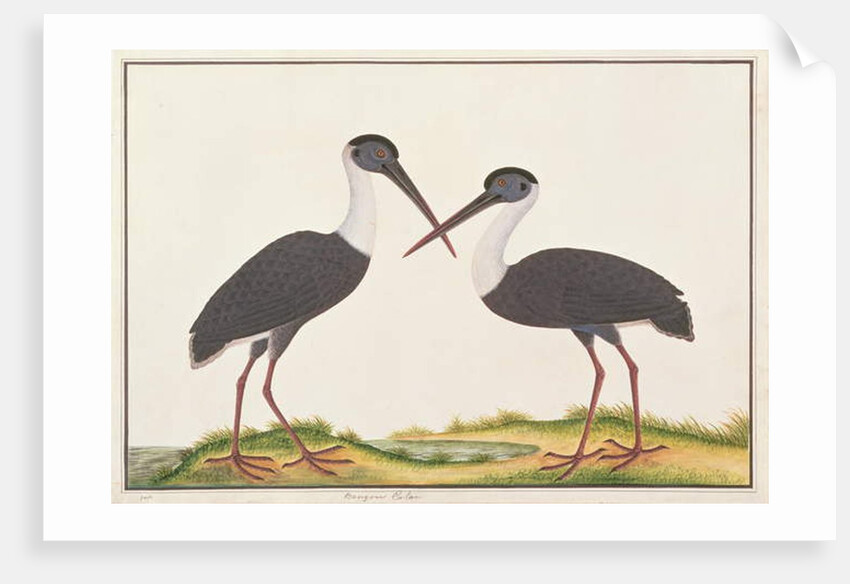 Woolly-necked Stork by School Chinese