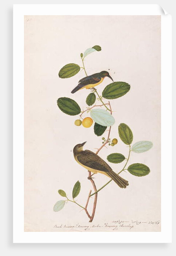Red-throated Sunbird and Red-eyed Bulbul by School Chinese