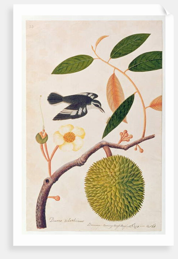 Durie zibethinus, Dorrian or Boorong Brass Brass by School Chinese