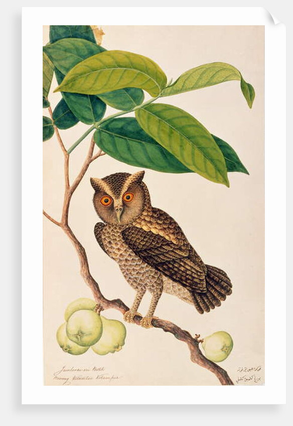 Jambooai-eri Pootih, Boorong Ketamboo Ketampin by School Chinese