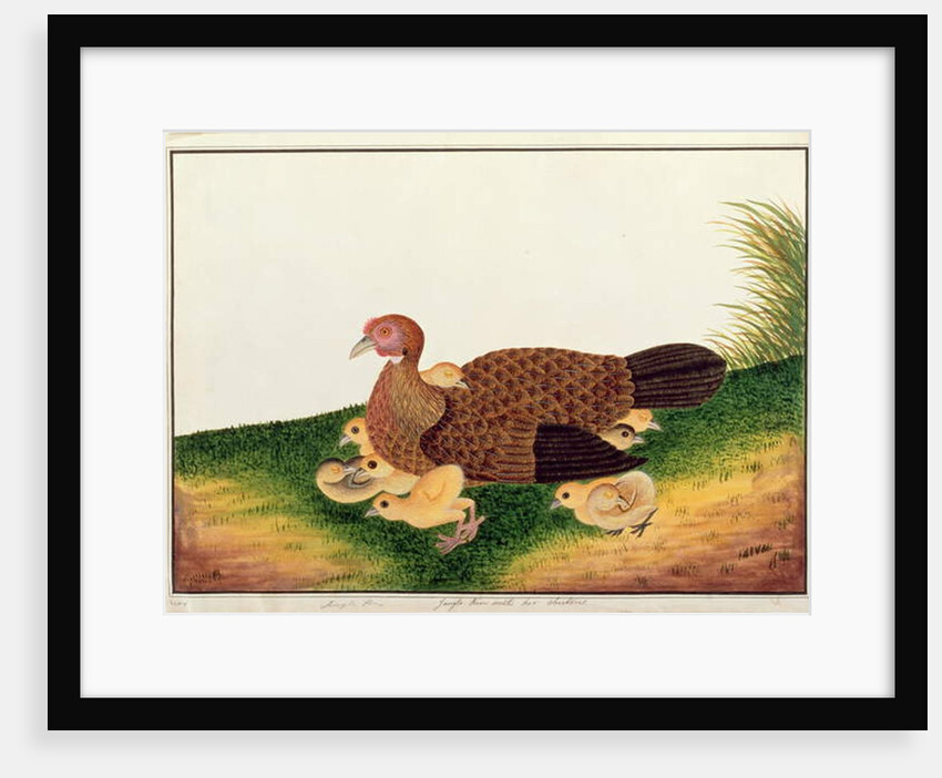 Jangle Hen with her chickens by School Chinese