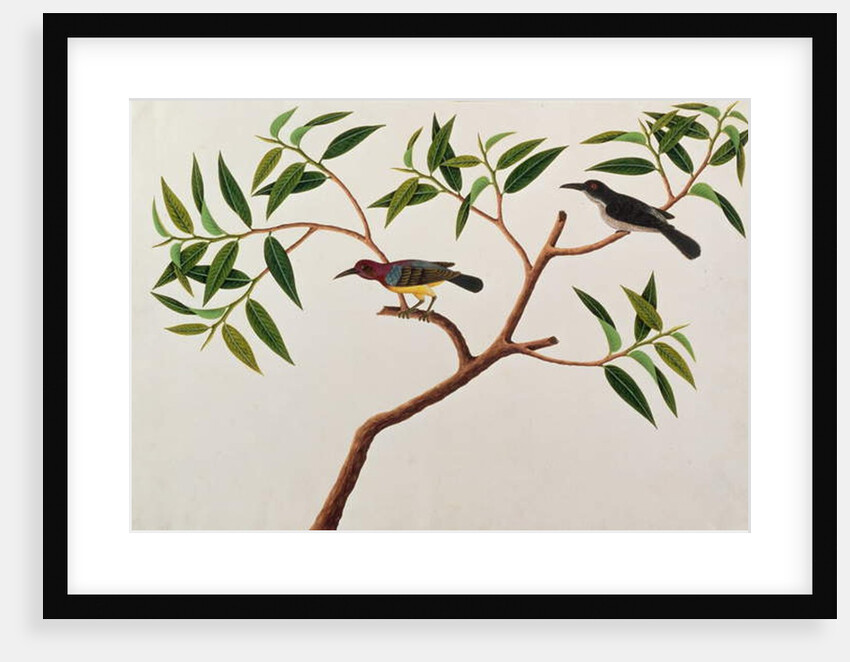 Humming Bird, Boorong cherichap by School Chinese