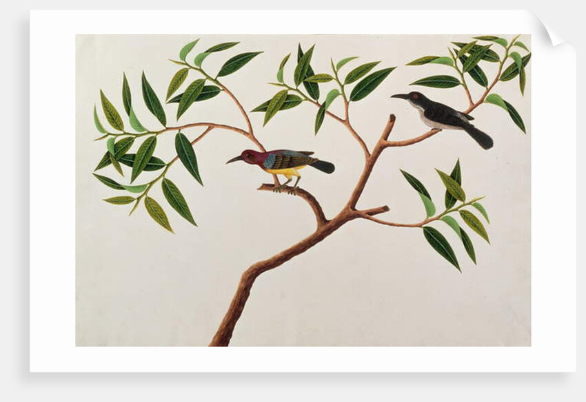 Humming Bird, Boorong cherichap by School Chinese