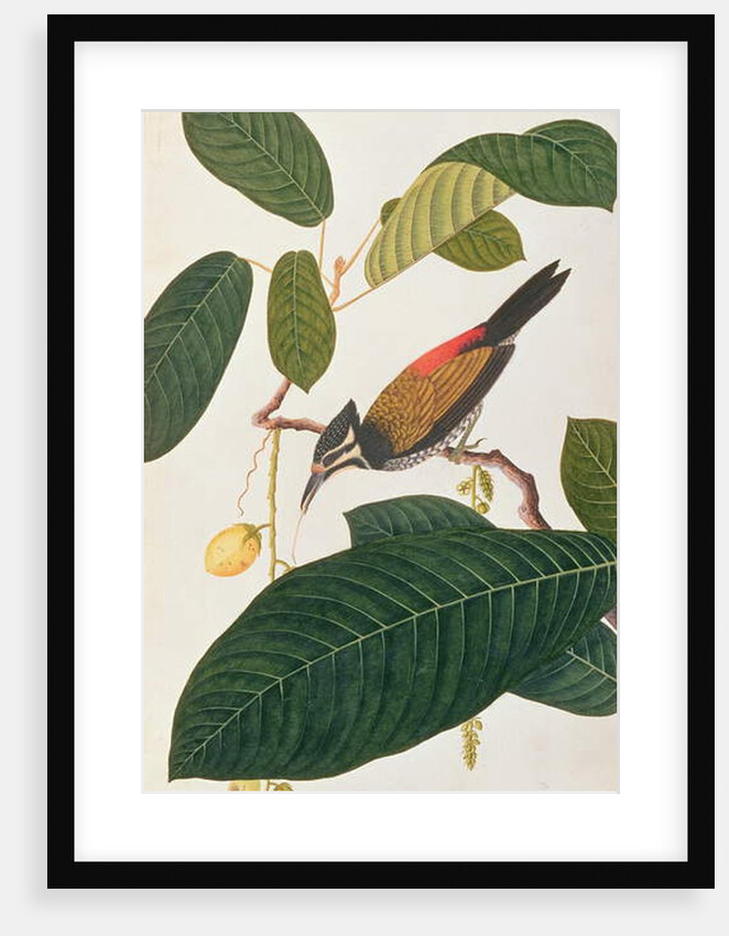 Common Goldenback by School Chinese