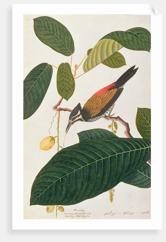 Common Goldenback by School Chinese