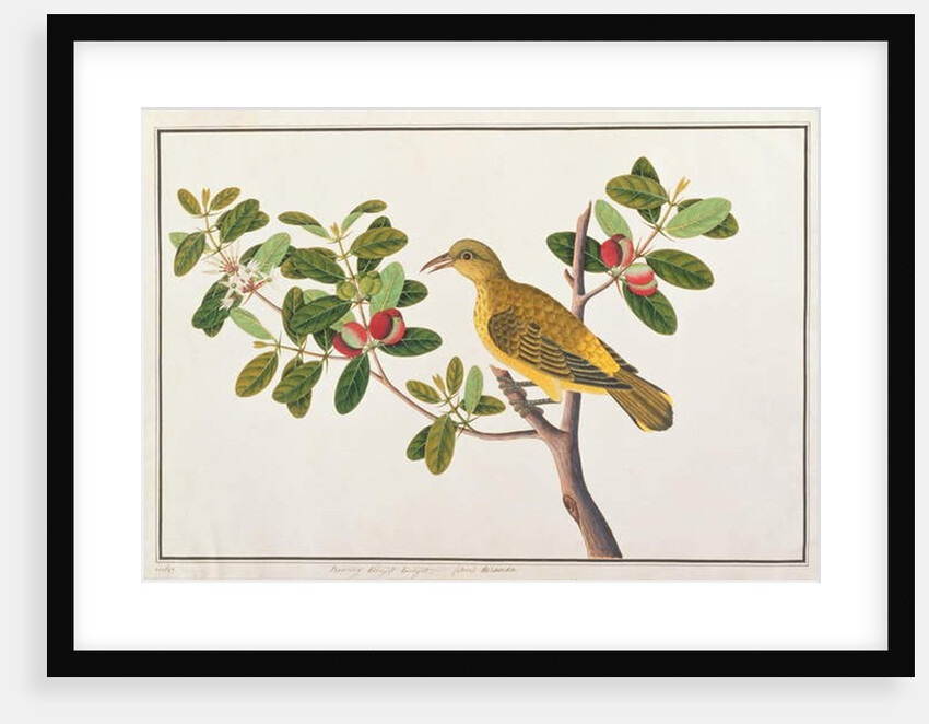 Black-naped Oriole by School Chinese