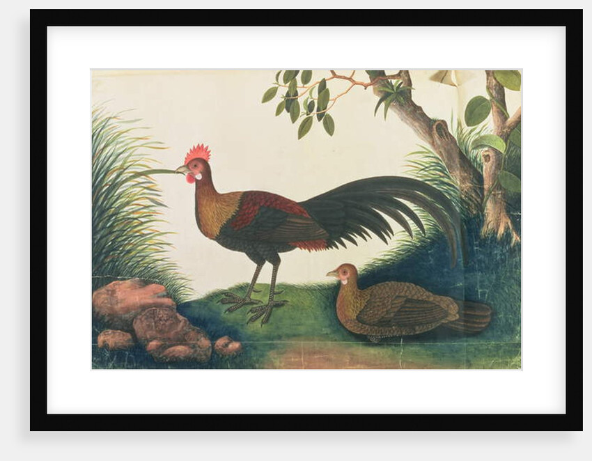 Poultry by School Chinese