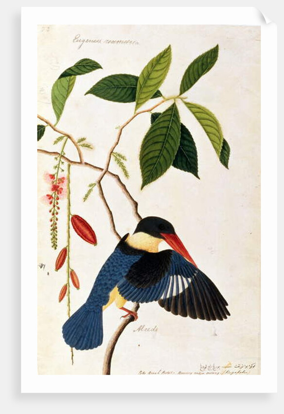 Kingfisher or Alced, Poko Booah Pootal, Boorong radja oodang by School Chinese