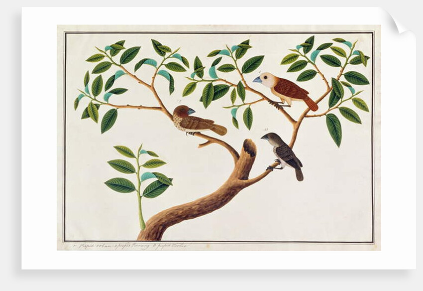 Scaly-breasted Munia, White-headed Munia, and Malaysian Honeyguide by School Chinese