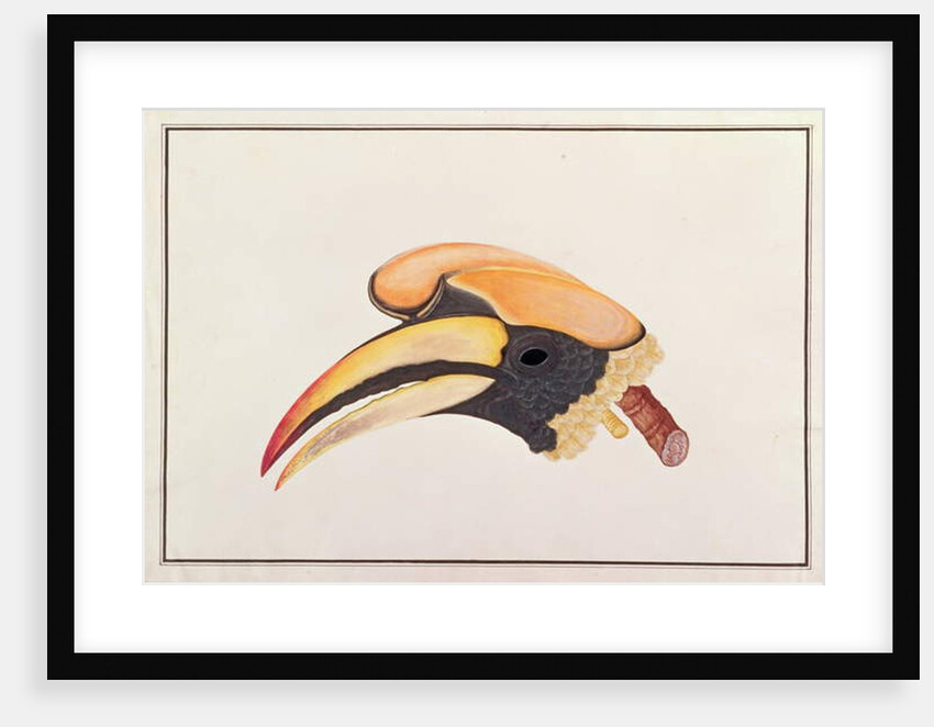 Great Hornbill by School Chinese