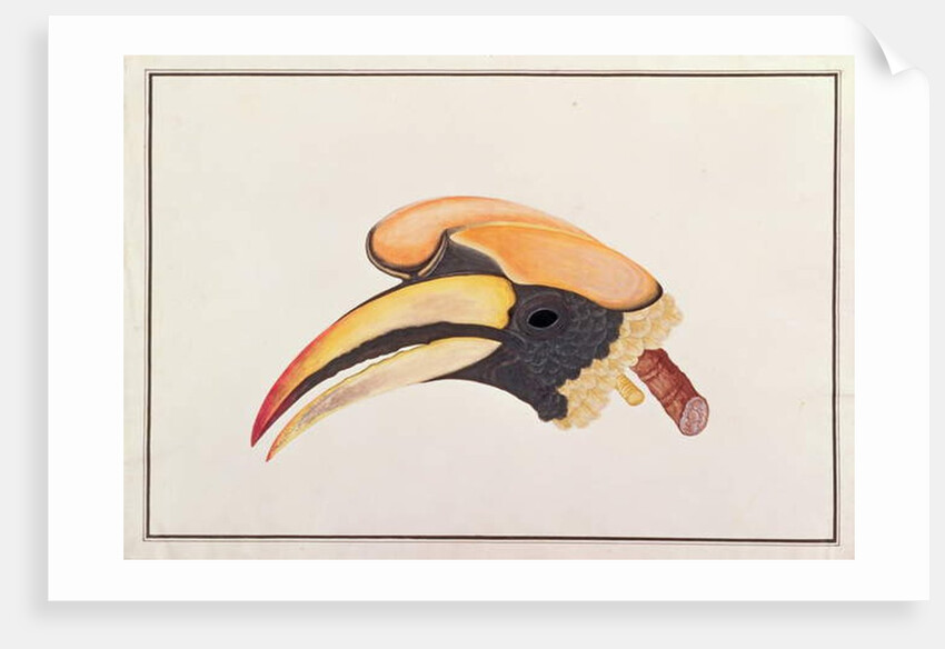 Great Hornbill by School Chinese
