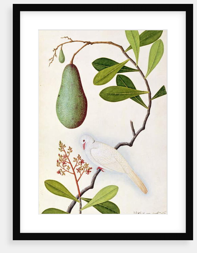 Java Dove or Boorah Poutaran by School Chinese