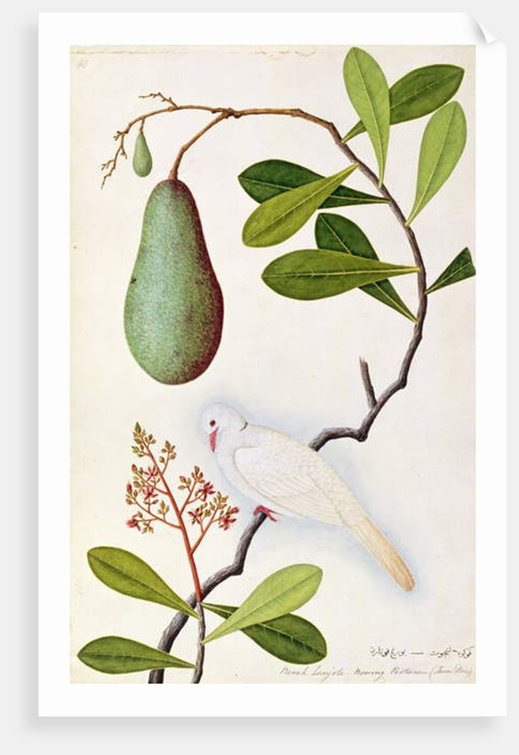 Java Dove or Boorah Poutaran by School Chinese