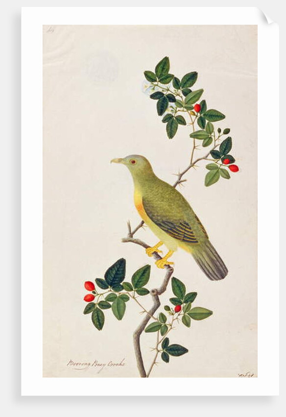 Large Green Pigeon by School Chinese