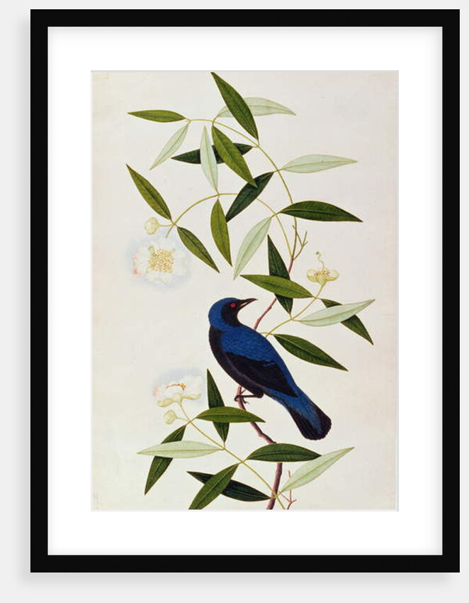 Boorah Farleeh by School Chinese