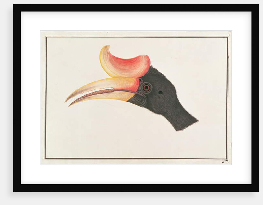 Rhinoceros Hornbill by School Chinese