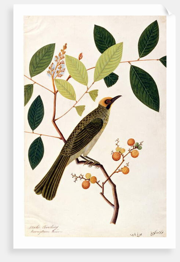 Mata Cooching by School Chinese