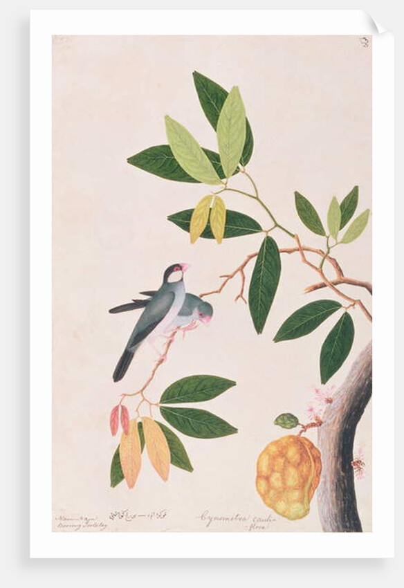 Java Sparrow by School Chinese