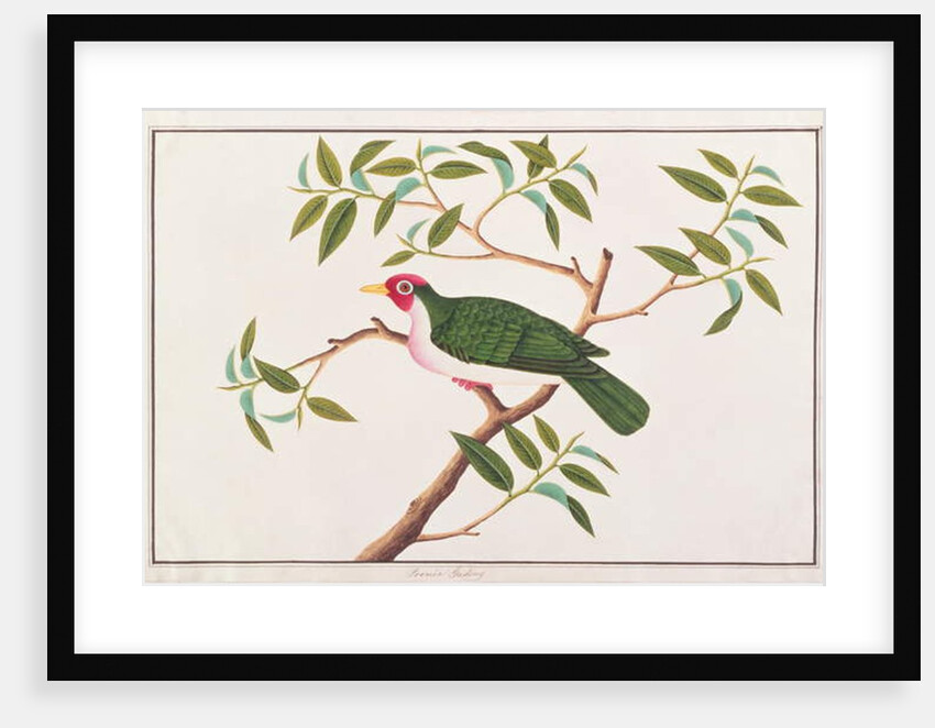 Jambu Fruit-dove by School Chinese