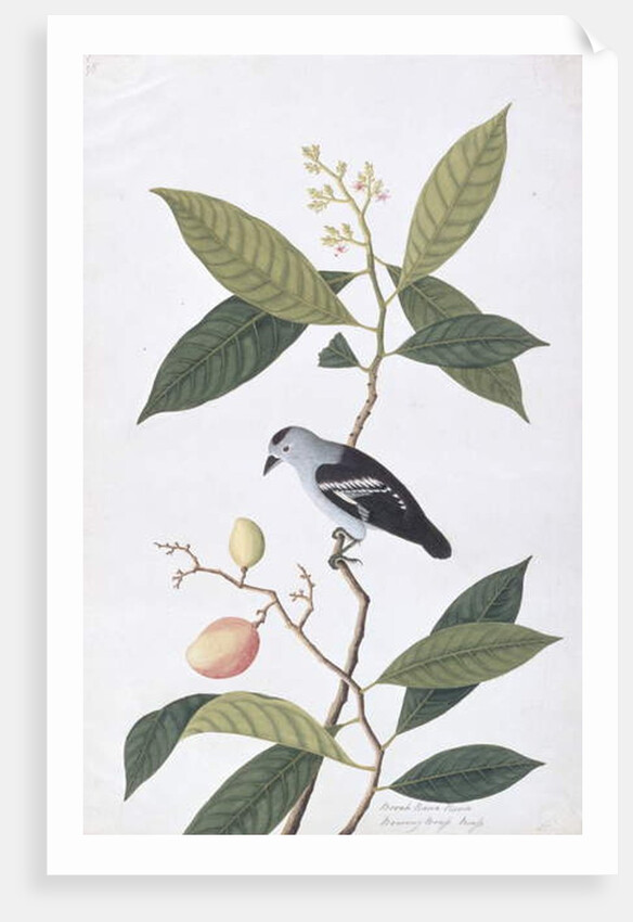 Booah Nawa Hawa by School Chinese