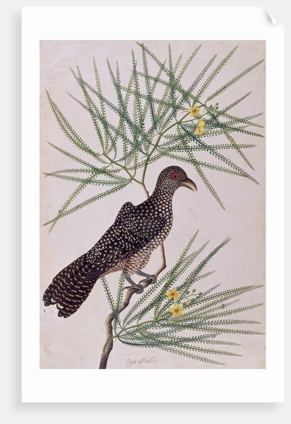 Taja Walie by School Chinese