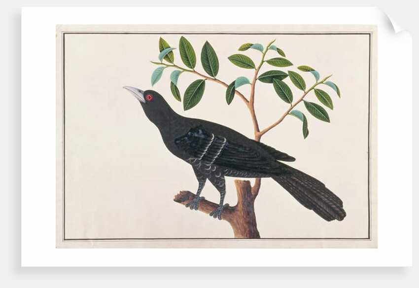 Koel by School Chinese