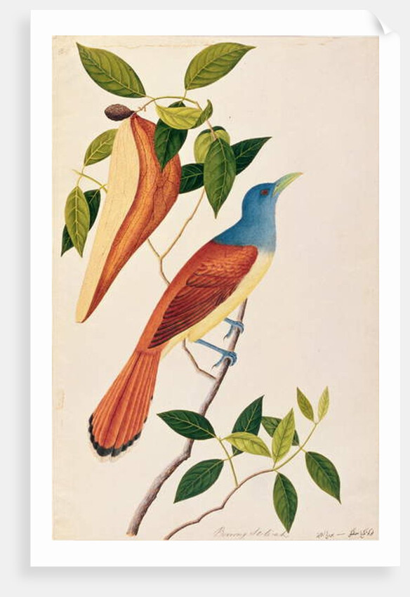 Boorong Seli-ah by School Chinese