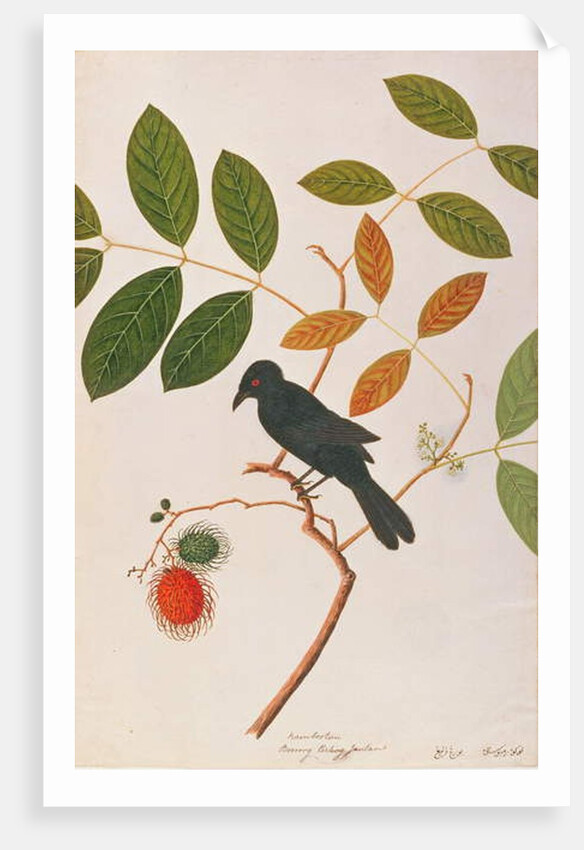 Crow-billed Drongo by School Chinese