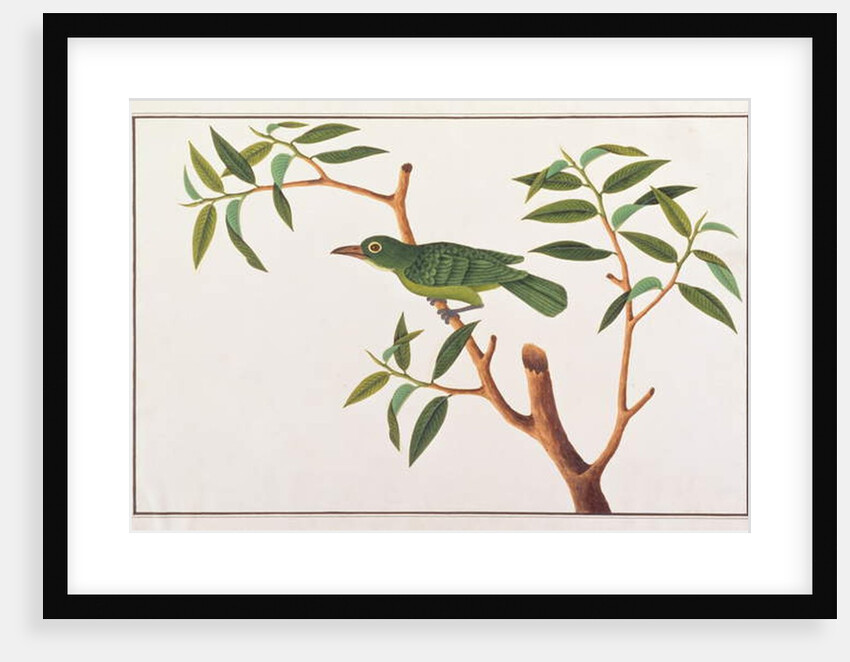 Greater Green Leafbird by School Chinese