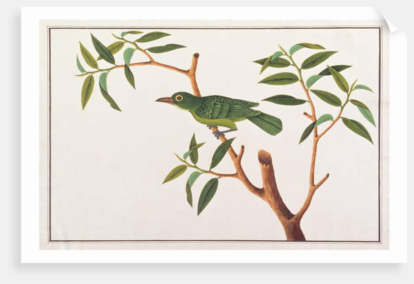 Greater Green Leafbird by School Chinese