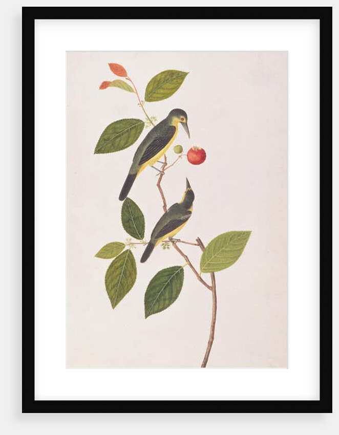 Great Iora by School Chinese