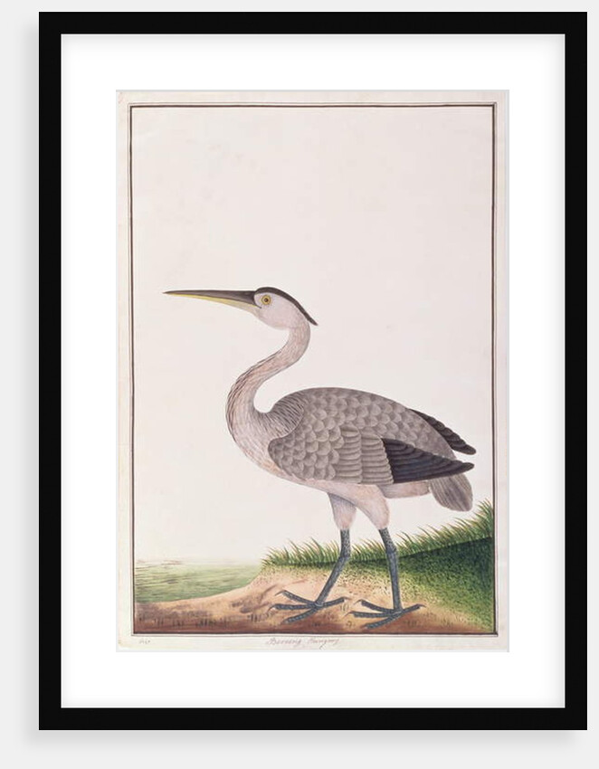 Grey Heron by School Chinese