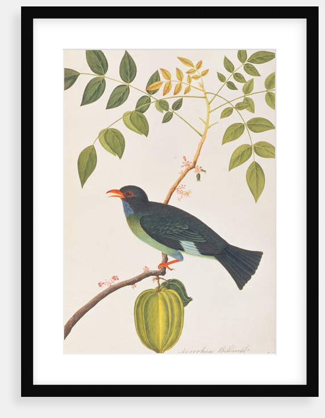 Dollarbird by School Chinese