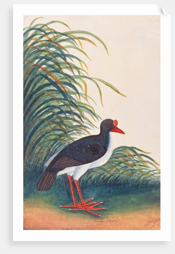 Eurasian Oystercatcher by School Chinese